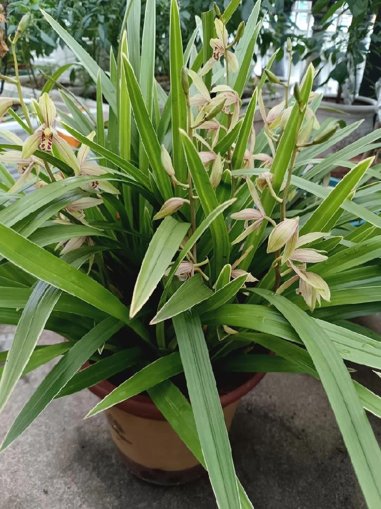 兰花怎样保养？